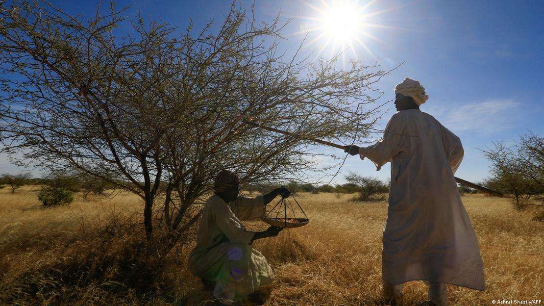 أحد مزارعي السودان يقوم بعملية زرع نبات الصمغ العربي