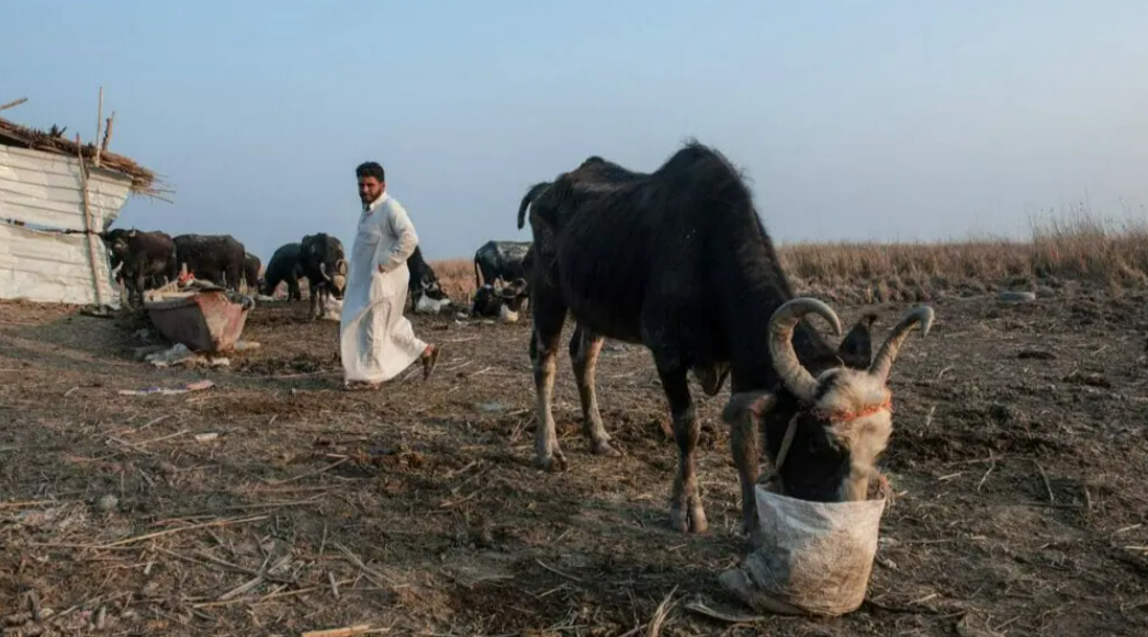 جفاف المياه في العراق يؤثر على الأراضي الزراعية والماشية