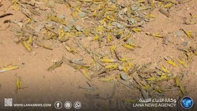 أزمة أسراب الجراد الصحراوي في ليبيا