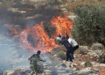 تصعيد كبير: 92 شهيدًا بغزة وحرق أراضٍ بالضفة والمقاومة ترد