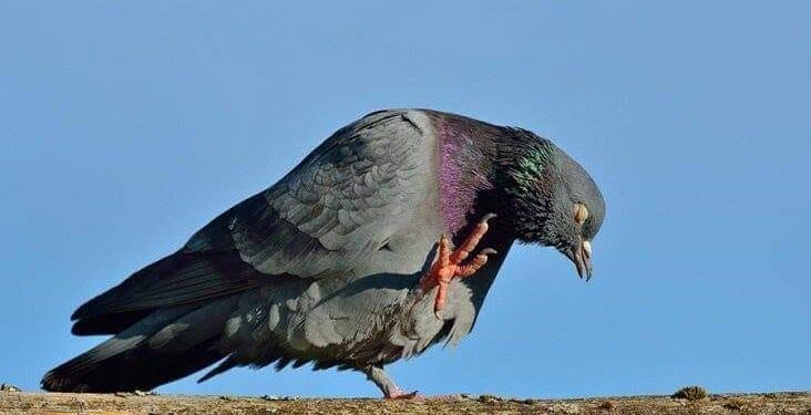 أَبَكَتْ تِلْكُمُ الحَمَامَةُ أمْ غَنَّت