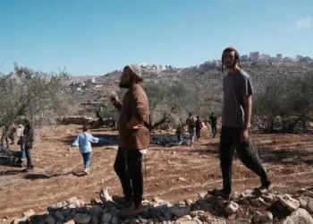 إرهاب المستوطنين يضرب موسم الزيتون في الضفة الغربية