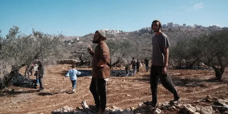 إرهاب المستوطنين يضرب موسم الزيتون في الضفة الغربية